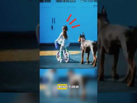 Perro protege a su dueño #animales #perros