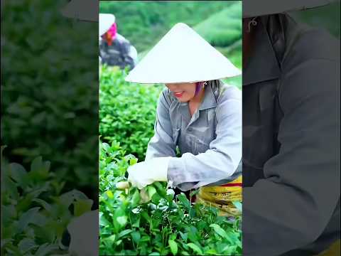 Top 10 tỉnh thành rộng nhất Việt Nam sau sáp nhập #vietnam #sapnhaptinh