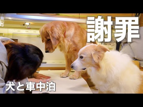 犬と車中泊中にママが重大なミスをやらかしました...【ボーダーコリー•ゴールデンレトリバー】