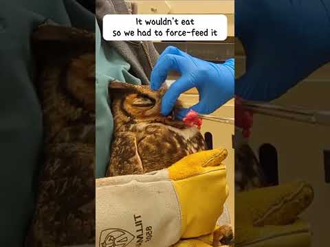Rescue a owl