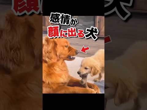 子犬がお気に入りのおもちゃを奪ったら #おもしろ動物動画 #かわいい動物動画 #いぬ