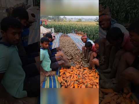 🤯এটা দেখলে আপনি গাজর খাওয়া ছেড়ে দেবেন #shorts