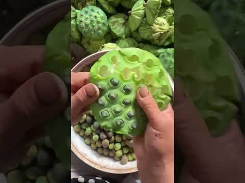 LA FLOR MAS ATERRADORA DEL MUNDO: LA FLOR DEL LOTO