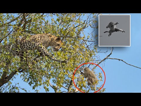 Monkey Vs Leopard On The Tree | Leopard Climbed to Tree to Catch Monkeys