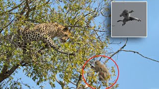 Monkey Vs Leopard On The Tree | Leopard Climbed to Tree to Catch Monkeys