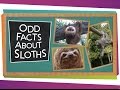 Sloth Adaptations and Characteristics