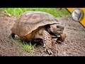 Gopher Tortoise Conservation Insights