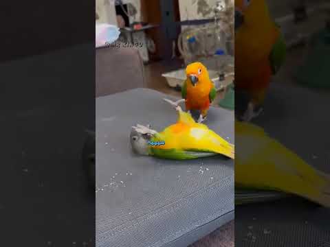 #دبلجة#ضحك#العائلة قطوس 🤣🤣🤣