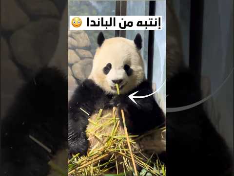 ليش لازم تنتبه من الباندا ؟