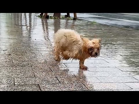 A disabled puppy was found while peeing in roadside grass,it's very anxious and clingy after rescued