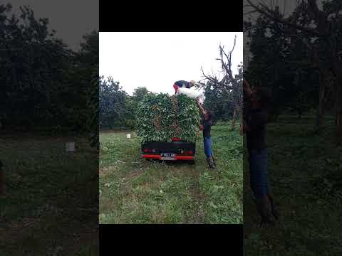 main kekebun singkong duluu🙏😊