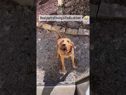 When the Dog Takes Over the Mailman’s Job 🤣