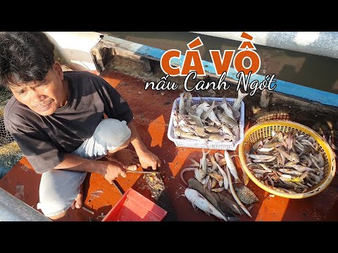 Đánh bắt cá Vồ biển ''Nấu Ngót'' ăn cơm trên ghe | Ngư Dân Miền Tây #193