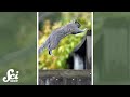Squirrel Parkour and Robotics Applications