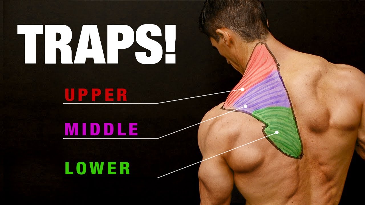 All About Traps (COMPLETE GROWTH GUIDE)