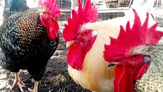 ASI ES LA RUTINA DEL GALLOS AL AMANECER #feedshorts #gallos