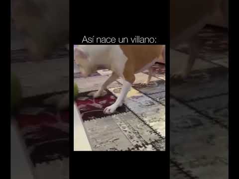 El que creó el video tiene el VIP aya abajo 😔 #sad #dogs #dogslove #meme #humor #love #amigos #cat