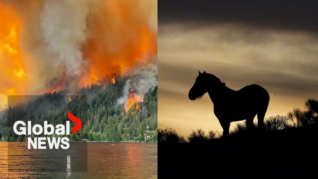 Can a herd of goats help firefighters fight forest wildfires?