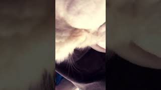 Proof cats can snore