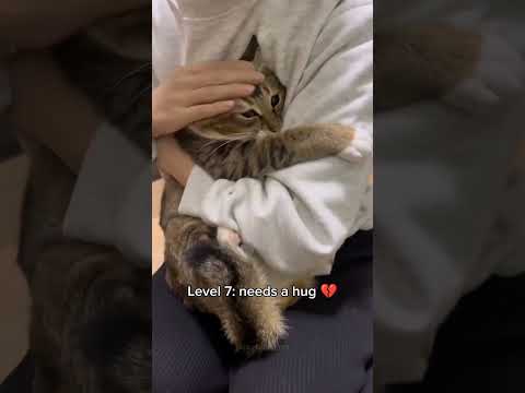 Cats getting more clingy 🥺