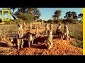 Meerkat Behavior and Characteristics