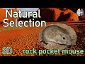 Natural Selection and Evolutionary Mechanisms