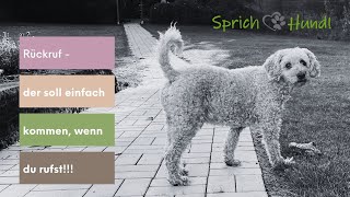 Rückruf beim Hund - Sprich Hund Talk mit Andrea Luding