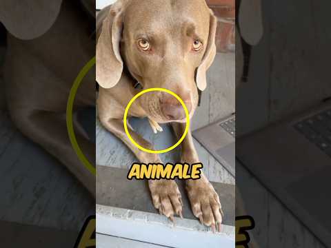 RAGAZZO PROVA A SALVARE UN ANIMALE DALLA BOCCA DEL CANE! 😱 #shorts