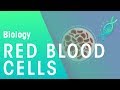 Understanding Red Blood Cells