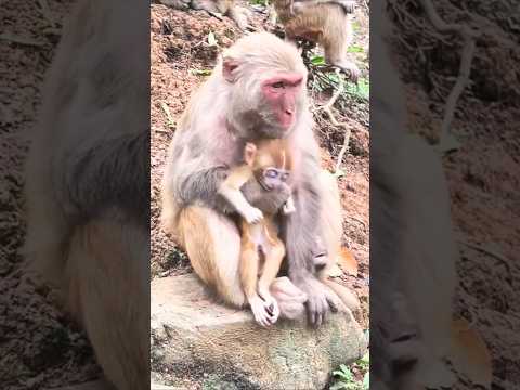 wait for end 🐒#monkey #viralvideo #youtubeshorts 😔😔