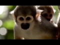 Evolutionary Traits in Primates