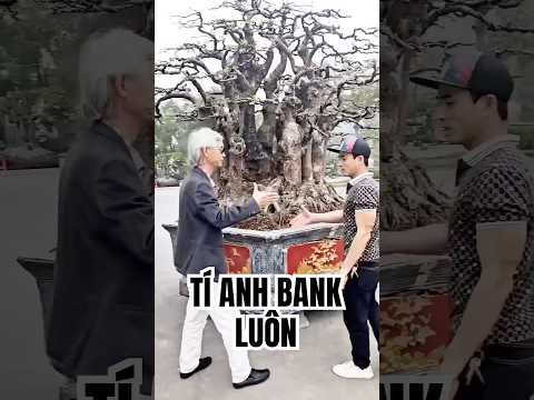 Tí anh bank luôn | Gã Đầu Bạc - Vua Tùng  #gadaubac #tunglahan #caycanh #bonsaitree #bonsai