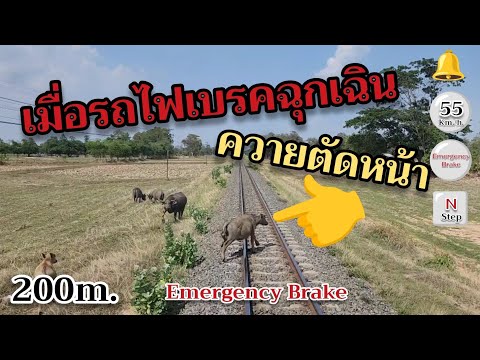 โครมมม..ควายตัดหน้ารถไฟระยะเบรคฉุกเฉินรถไฟ