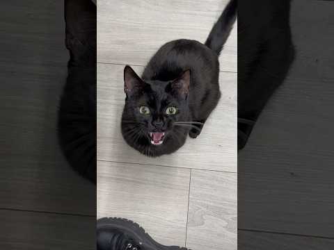 Cat is clingy #cats #funny