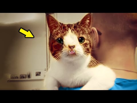 Un Homme Adopte Le Chat Le Moins Aimé Du Refuge. Quelques Semaines Plus Tard, Il Est Bouleversé !