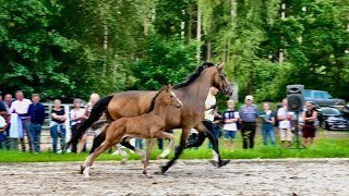 Hanoverian foal show 2023 - Hanoverian colt by Legendary