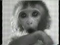 Understanding Harlow's Experiments on Love and Attachment