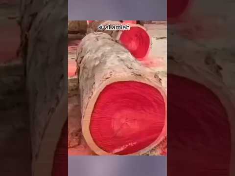 Kayu Termahal di Dunia...!🔥😳#shorts #viral #kayu #faktaunik #trivia