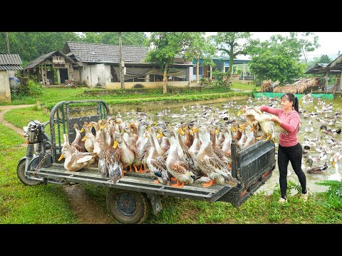 Buy Flock Of 35 Ducks From A Farmer - Use 3-Wheeled Truck Transport Many Ducks Go To Market Sell