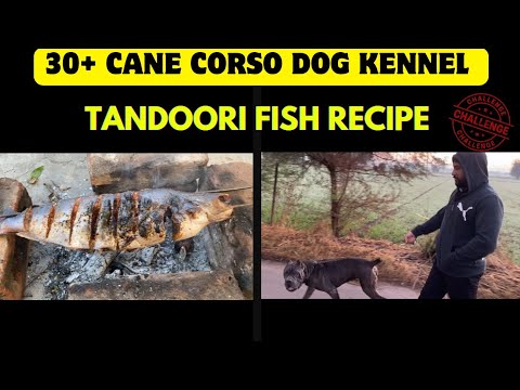 Cane Corso Dog शेर को भी मार देता है दुनिया का सबसे खतरनाक कुत्ता 👹||@RitikDogKennel177