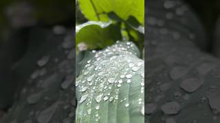 #nature#