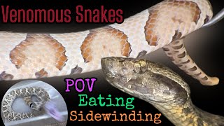 Venomous Snakes Doing THANGS! Fangs. POV. Sidewinding. MORE