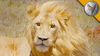 Search for the LION KING!
