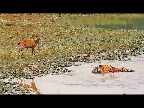 Ninguém Esperava Isso! Momentos Impressionantes com animais capturados por câmera