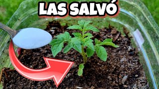 🌱 El AZÚCAR SALVÓ Todas mis PLANTAS de MORIR y Secarse! Huerto urbano y jardín en Casa