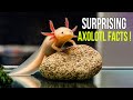 Axolotl Facts and Trivia