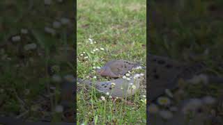 Cu gáy ở mỹ thế nào