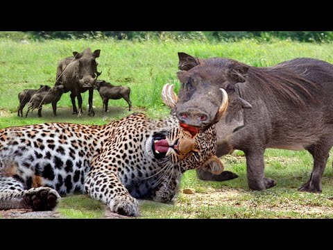 Fight Or Die! Leopard Falls Into Tragedy When It Chooses To Confront Ferocious Warthog