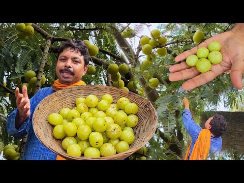 आँवले के अचार को इस तरीके से बनाएगें तो पाँच सालो तक भी खराब नहीं होगा || Gooseberry Pickle || Amla