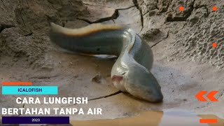 CARA LUNGFISH HIDUP 1 TAHUN TANPA AIR